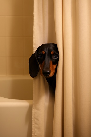 intimate chatgpt prompt for dog bathroom photos