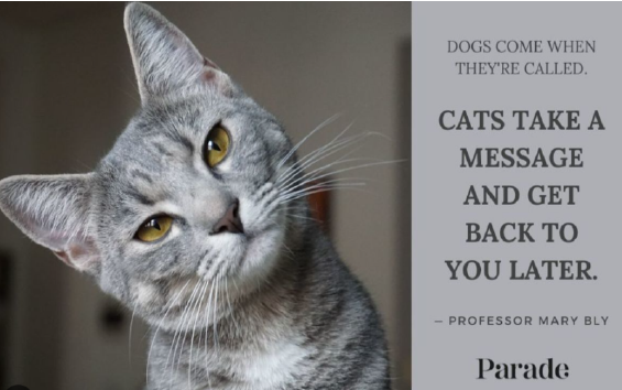 120+ Heartwarming Cat Quotes and Sayings for Cat Lovers